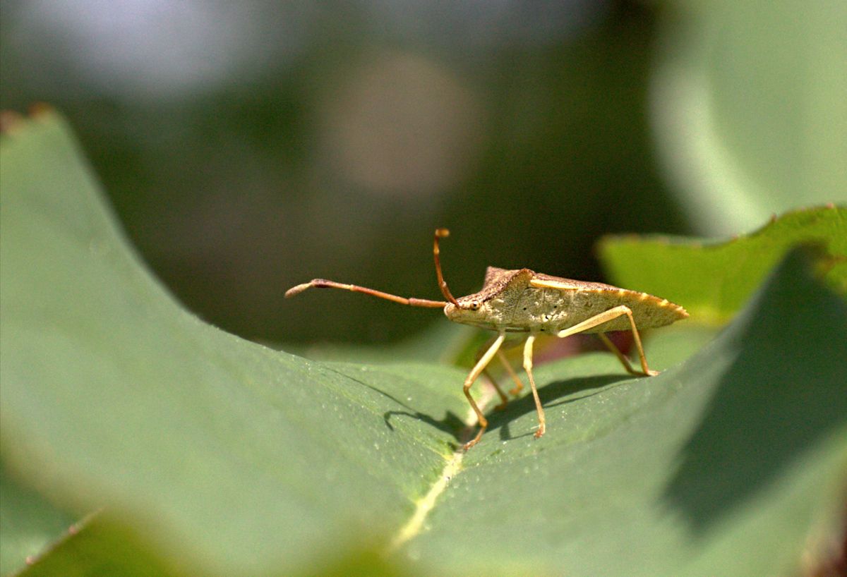 Gonocerus acuteangulatus